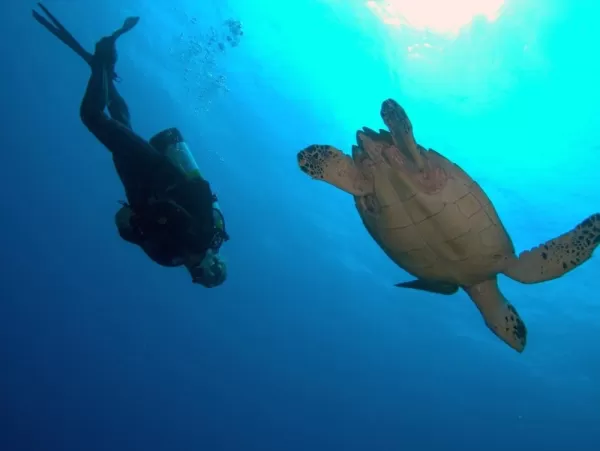Diver with the swimming turtle