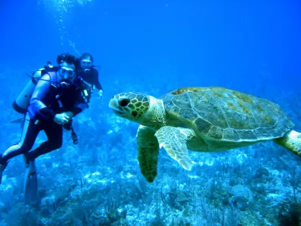 Diving excursion