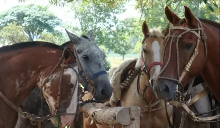 Horses wait for their gauchos