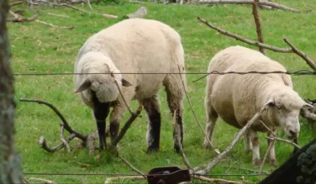 Sheep of the area