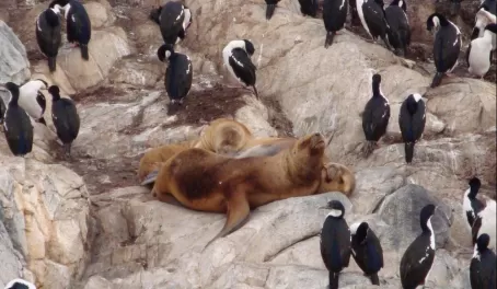 Cormorants and seals mingle on the rocks off the coast of Ushuaia
