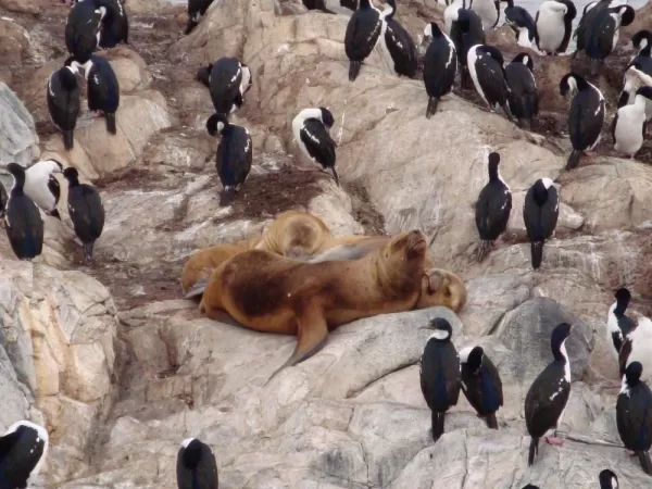 Cormorants and seals mingle on the rocks off the coast of Ushuaia