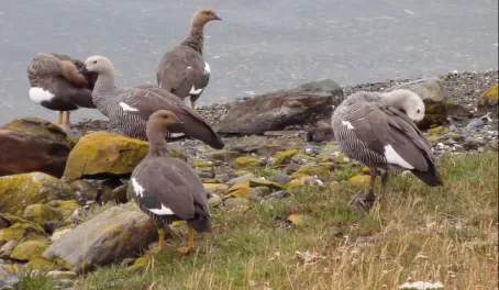 Upland Geese in Tierra del Fuego