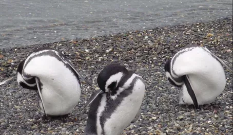 Penguins waterproofing themselves with oil from their tails