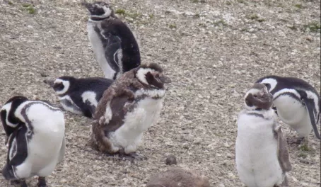 Furry baby penguins amidst the older ones!