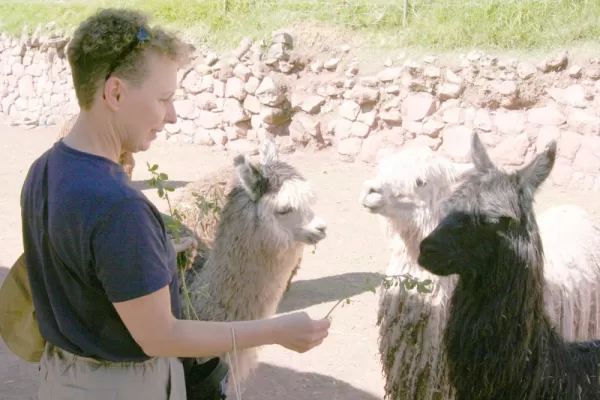 Feed the llamas - one of the most famous of Peruvian animals - during your Peru travels