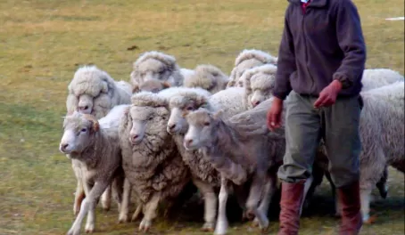The Guacho leading the herd of sheep