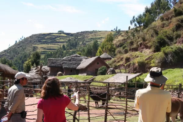 Visit a llama farm in the Sacred Valley during your Peru tour