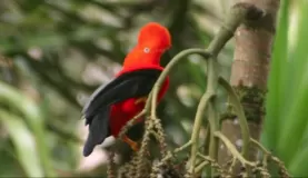 The elusive Cock of the Rock, the national bird.