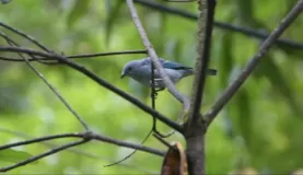The Blue-gray tanager.