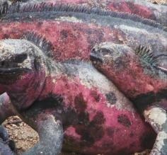 A multitude of Marine Iguanas