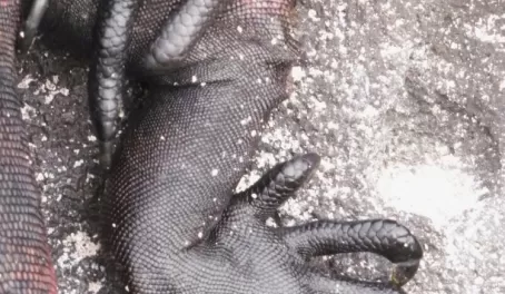 Artsy close up of iguana legs