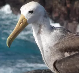 juvenile albatross