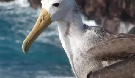 juvenile albatross