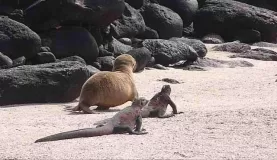 It's a race between the sea lion pup and iguanas