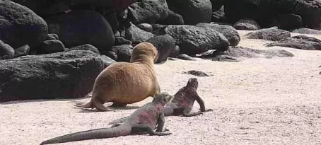 It's a race between the sea lion pup and iguanas