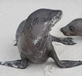Sea lion pups in the Galapagos