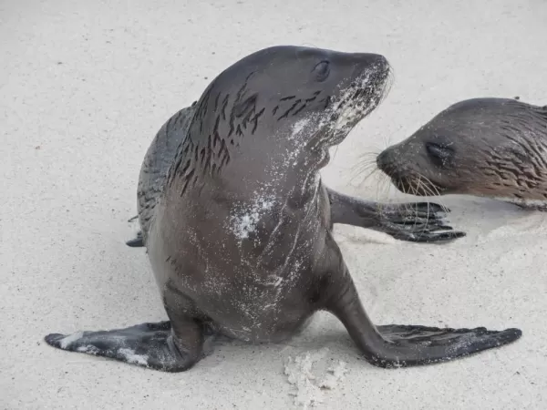 Sea lion pups in the Galapagos