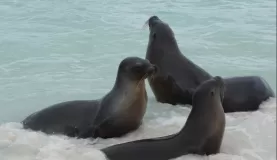 sea lions basking in the blue sea 
