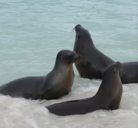 sea lions basking in the blue sea 