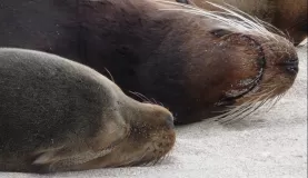 Siesta time for the sea lions