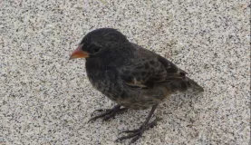 One of Darwin's many finches
