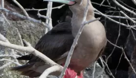 Red-footed booby (note feet wrapped around branch)