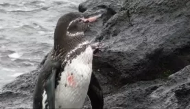 Yeah! a Galapagos penguin