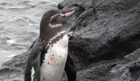 Yeah! a Galapagos penguin