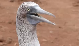 Close-up of Blue-footed Booby in the Galapagos