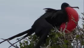 Male Frigatebird trying to attract a female 