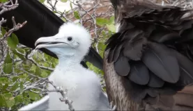 Adult and baby Frigatebird