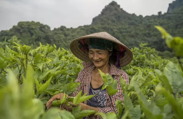 Local Tea Farmer