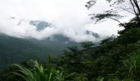 The Costa Rican Rain Forest