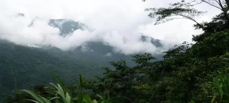 The Costa Rican Rain Forest
