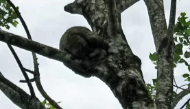 Tree Sloth mother with young
