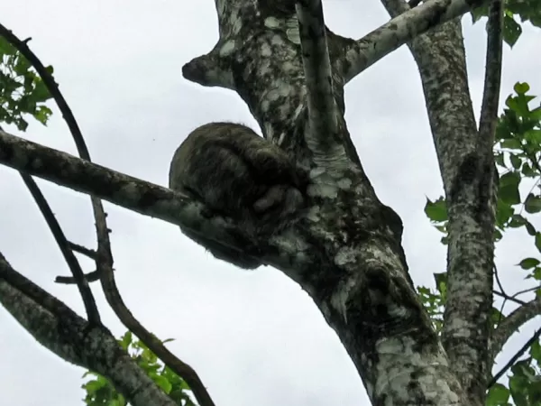 Tree Sloth mother with young