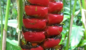 Helliconia in the forest