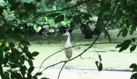A Heron in the Pond