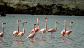 flamingos Floreana