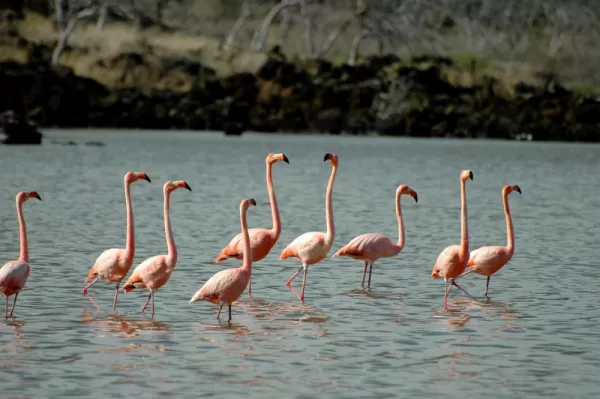 flamingos Floreana