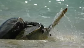 sea turtles Floreana