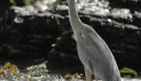 shore bird Floreana