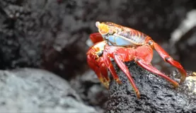 Colorful crab Santiago