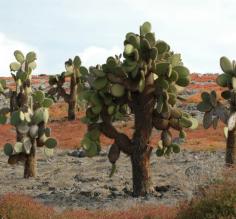 South Plaza Island cactus