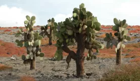 South Plaza Island cactus