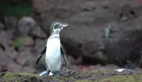 Galapagos penguin Rabida