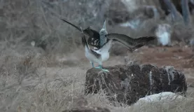 Blue-footed booby "sky pointing" during a mating ritual