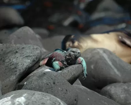 marine iguana espanola