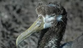 young albatross